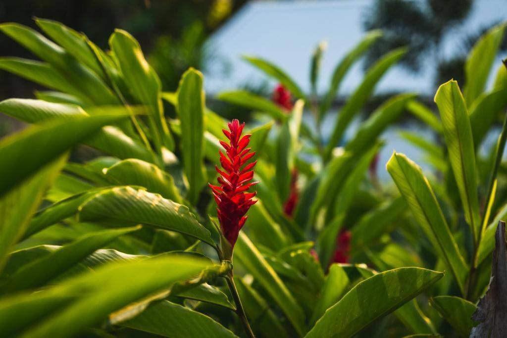 דסהייס Caraibes Cottage Grenat Piscine Privee 900M De Grande Anse מראה חיצוני תמונה
