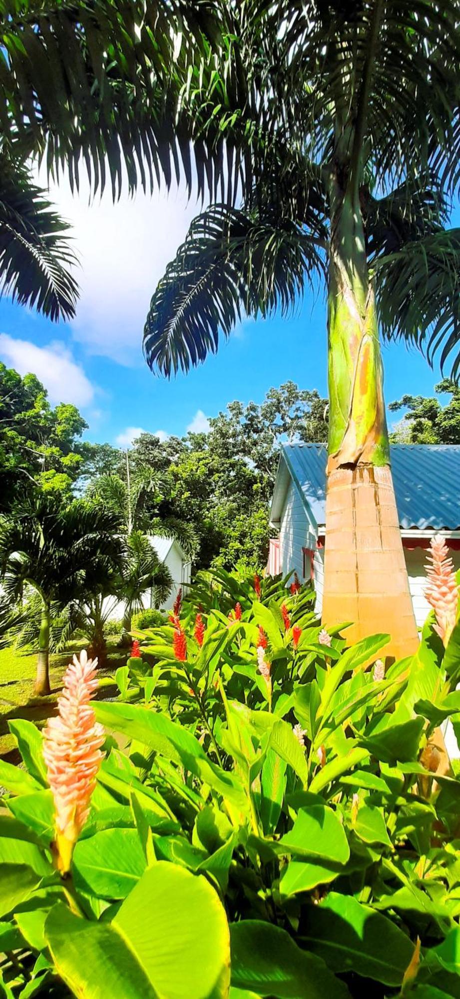 דסהייס Caraibes Cottage Grenat Piscine Privee 900M De Grande Anse מראה חיצוני תמונה