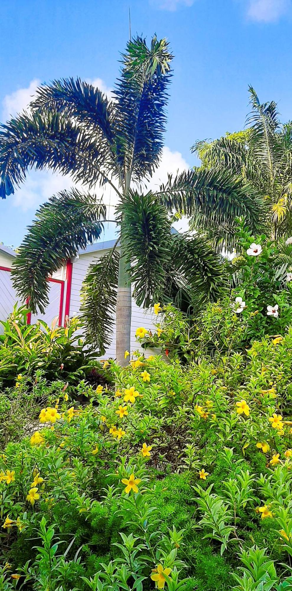 דסהייס Caraibes Cottage Grenat Piscine Privee 900M De Grande Anse מראה חיצוני תמונה